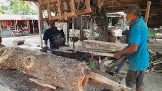 Rain Tree Cutting Old Sawmill|| Rural Skills of Tree Cutting Bangladesh|| Smart Technique for Tree