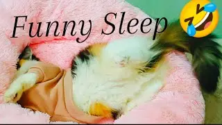 I Spent 24 Hours Observing Kitten Sleep Patterns and Found This!
