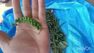 # nature agriculture. Black pepper harvesting. Jasmin flower 🌺