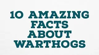 1O AMAZING FACTS ABOUT WARTHOGS
