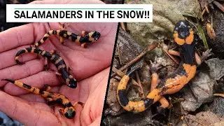 Catching Salamanders In The SNOW!!