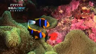 Seaview Science: Clown Fish Symbiosis