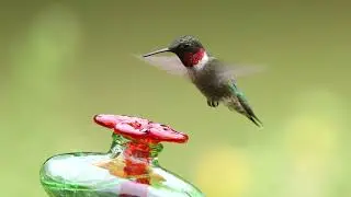 Ruby Throated Hummingbird @ 120 FPS (Canon R1)