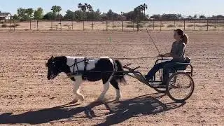 Online show-Reinsmanship class