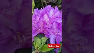 #rhododendron #beautiful #gardening #asmr #flower #nature #purple purpl