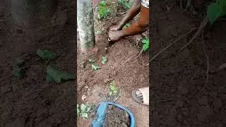 how to plant uziza tree ( African black pepper)
