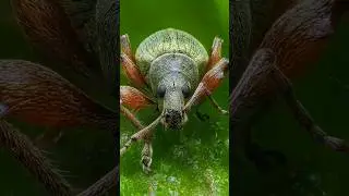 Nettle Weevil