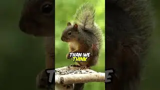How do squirrels hide nuts?