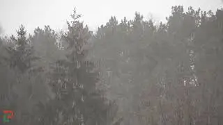 Relaxing Winter Snowfall and Woodpecker Scenes from Eagan, Minnesota - February 10, 2022 #winter