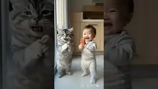 super kitten funny dance video 😺 #dancingcat #catdrum #catviral #catlovers #catmemes #trendingcats