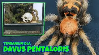Terrarium dla ptasznika - dorosła samica Davus pentaloris