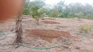 🔴 penyepryan rutin tanaman durian