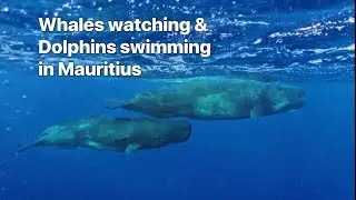 Dive into Adventure: Responsible Dolphin swimming and Whales watching in Mauritius