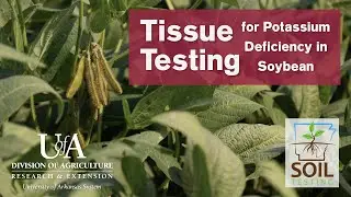 Tissue Testing for Potassium Deficiency in Soybean