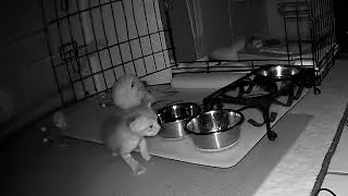 Mom's On Guard Duty, But Kittens Want Her On Feeding Duty!