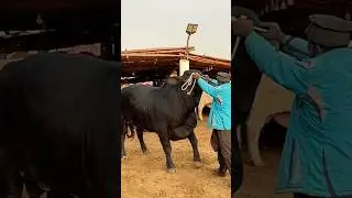 dangerous bull || maweshi mandi #cow #cattlefarm #bull #cowfarm