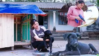 6 days to Build a House for Pets, Build a new house for a Dog in an accident - Pet care
