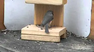 SMART BIRD INTERACTIVE WILD BIRD FEEDER WITH TITMOUSE IN ACTION, AMAZING TO WATCH