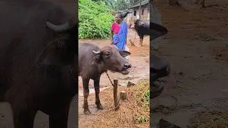 buffalo amba humba sound#buffalo moo#vains ka awaaz