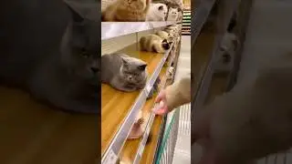 I Put ONE Cat in the Cart&hellip; Then This Happened 😳🐱 #dogshorts #funny #cat #catshorts