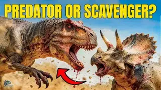 The T-REX: Was It a Scavenger or an Apex Predator