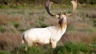 Petworth Park, West Sussex