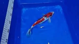 Sanke Premium Quality Koi Fish