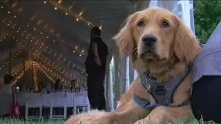 Golden Retriever Club of America holds parade of Titleholders | WTOL 11