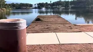 Desert Oasis?! Snow-birds are savvy! Time to get ripped