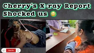 Something Wasn&rsquo;t Right&hellip; Cherry&rsquo;s X-ray Confirmed It 😔 #konkanivlogs #goanvlogger 