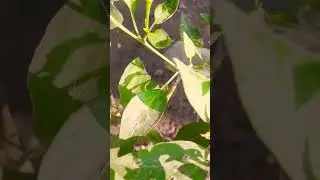 #drawing #flowers #plants #manojdeyvlogsmy #plantic #youtubevideo