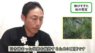 伸びすぎた松の剪定（みどり摘み・もみあげ）　加須市・久喜市・幸手市の植木屋