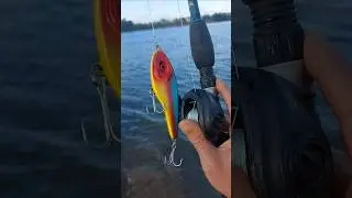 jerck bait para lucio #lucio #fishing #pesca #pescar #pescadelucio #fish #bigfish #swimbaitfishing
