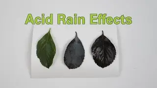 Acid Rain Effects