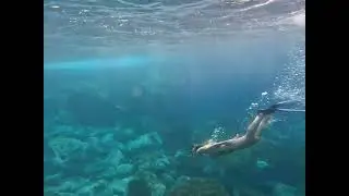 STG - BOAT & SWIM ISOLA DI SAN PIETRO