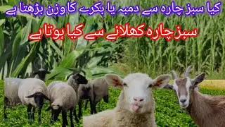 Green food sheeps and goat | Sabaz chara se kia hota ha zarori ha ya nahi |