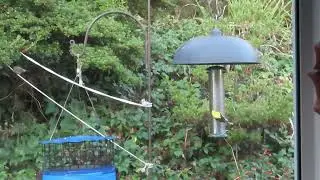 Goldfinch birds at feeder 9.2.25