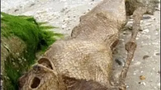 AMAZING MERMAID PROOF AND EVIDENCE (REAL MERMAID 2014)