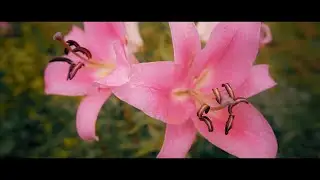 The end of Summer in my blossoming garden. Garden flowers, nature. Cinematic video.