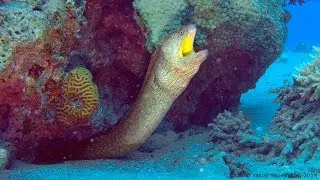 Yellowmouth moray - Red Sea