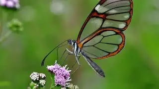 Most beautiful butterflies | Beautiful and unusual butterflies on planet Earth