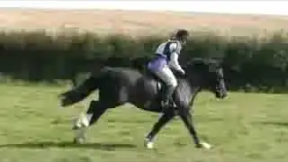 My super Welsh Cob section D