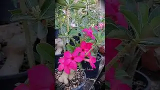 Adenium Swazicum Hybrid full bloom #adenium #adeniumseeds #gardening