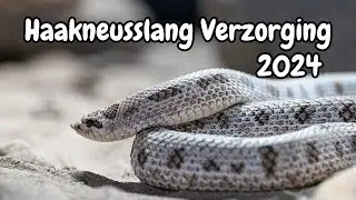 Zo Verzorg je een Westelijke Haakneusslang | Alles wat je Moet Weten!