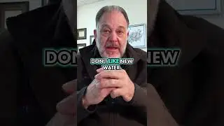 Почему неоновые тетры постоянно умирают
