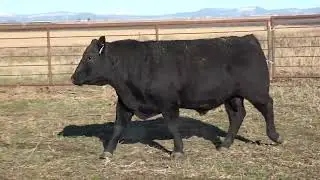 LOT 151 Red Bluff Bull Sale 2026