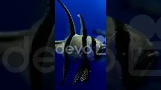 Banggai cardinal fish#short