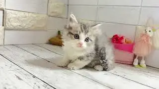 まいの×嵐から生まれたミヌエットの長足くん♡①