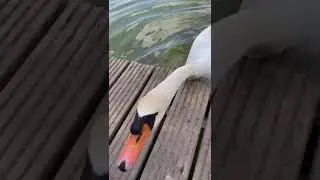 INCREDIBLE ! ! !    The swan attacks me 😳🤭