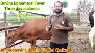 BEF | wil bukhar| Three day sickness| Emphysema of lungs | langri ka bukhar | lameness|vet dr 